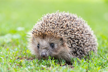 Hedgehogs